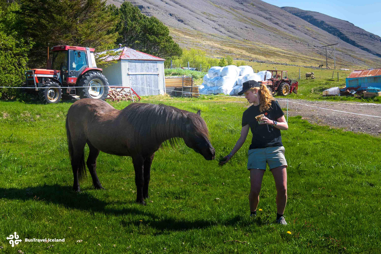 Isafjordur: Dynjandi Waterfall & Horse-Farm Tour in German Isafjordur: Dynjandi Waterfall Tour & Farm Visit in German