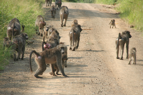 Desde Durban: excursión de un día a la reserva de caza Hluhluwe Imfolozi