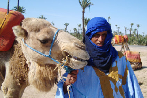 Marrakech: Half-Day Camel Ride in Palm Grove