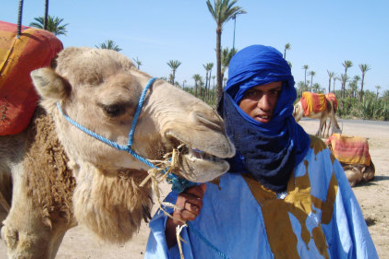 Marrakech: Half-Day Camel Ride in Palm Grove