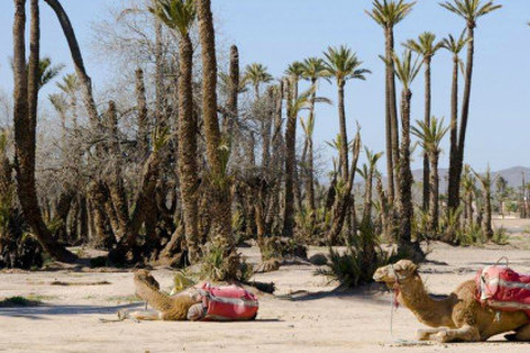 Marrakech: Half-Day Camel Ride in Palm Grove