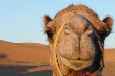 Marrakech: Half-Day Camel Ride in Palm Grove