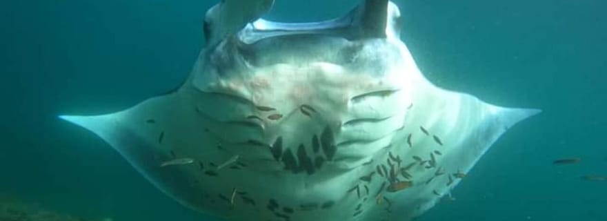 Excursion tout compris à l'ouest de Nusa Penida avec 3 spots de snorkeling