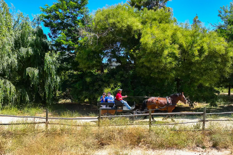 Curacaví Valley: Private Wine Tour of Viña Lopez Pangue and El Cuadro Curacaví Valley: Private Wine Route Tour - Viña Lopez Pangue and El Cuadro