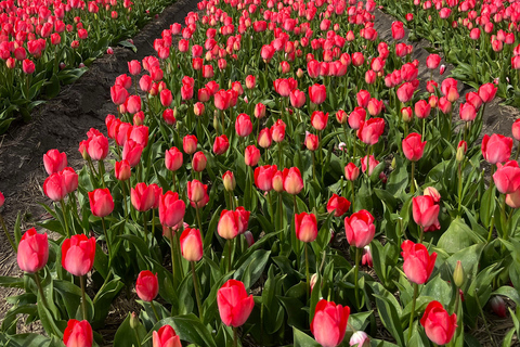 Lisse: Private Tulip Fields Tour with a Local Guide 1h Tour
