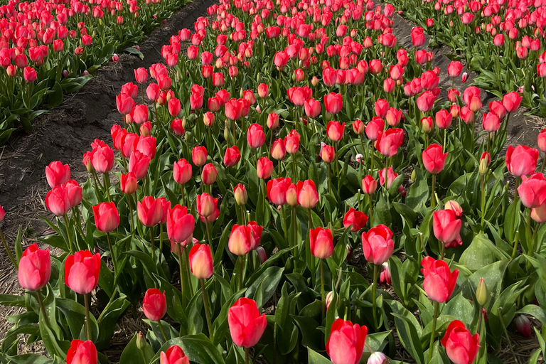 Lisse: Private Tulip Fields Tour with a Local Guide 1h Tour