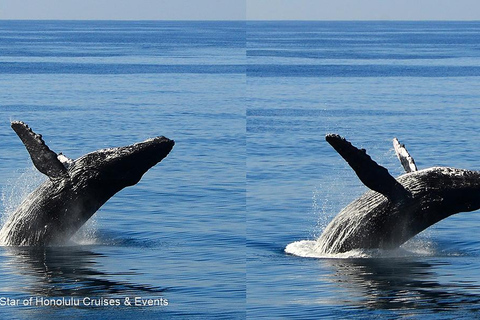 Honolulu: Whale Watching Cruise with Breakfast Whale Watching Cruise w/Breakfast with Waikiki Transfer