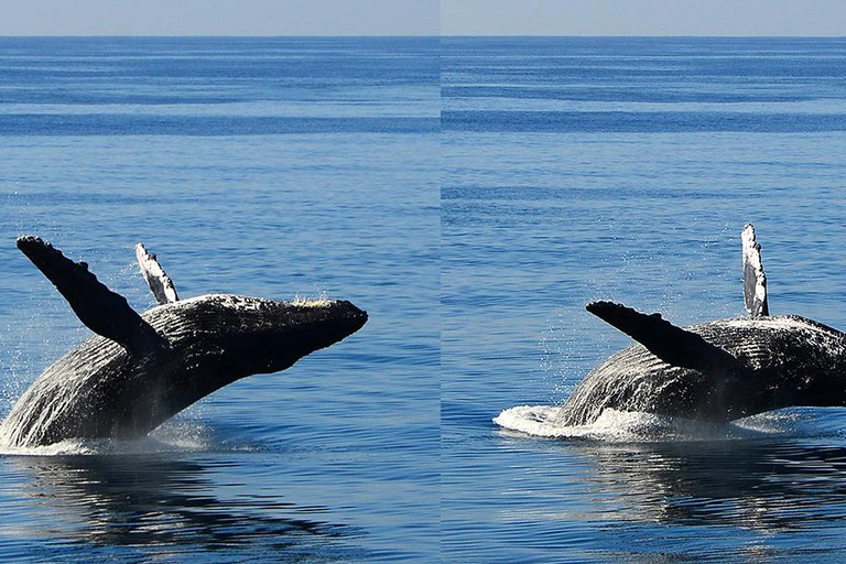 Honolulu: Whale Watching Cruise with Breakfast Whale Watching Cruise w/Breakfast with Waikiki Transfer