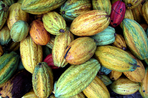 Espai Xocolata Simón Coll Simón Coll Chocolate Experience (English)