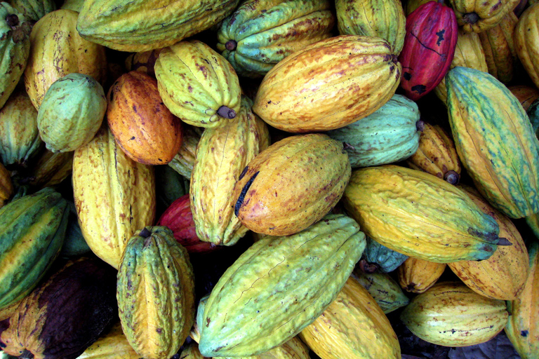 Espai Xocolata Simón Coll Simón Coll Chocolate Experience (English)