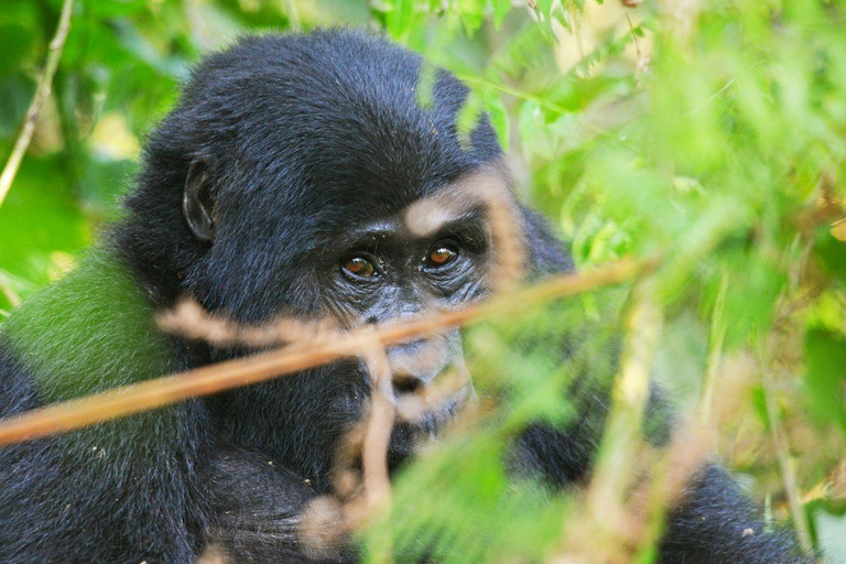 Uganda: 10-Day Customized Wildlife and Primates Safari