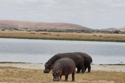 Från Nairobi: 3-dagars safari i nationalparken Amboseli