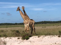 Maputo National Park, - Housity