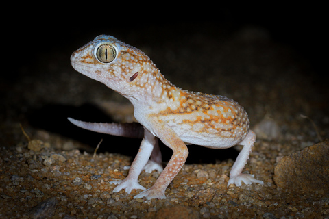 Namib Desert Night Walk