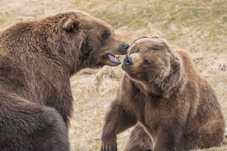 From Anchorage: Portage Glacier and Wildlife Full-Day Tour