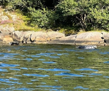 Drangefjord: Sea Fishing Tour with Local Guide