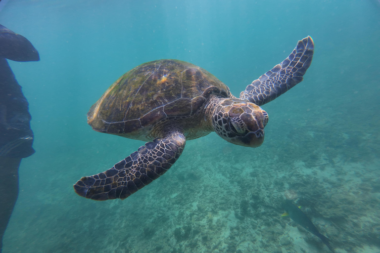 Mirissa: Coral Coast Divers Snorkeling Tour with Turtles