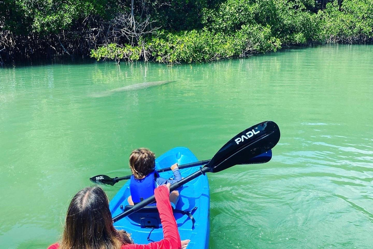 Miami: Manatee Season Paddleboard or Kayak Tour Miami: Manatee Season Single Kayak Tour