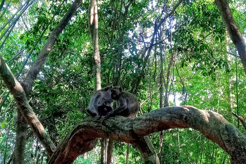 Khlong Sok: Trekking di mezza giornata alle cascate e alla fauna selvatica di Khao SokAvventura privata