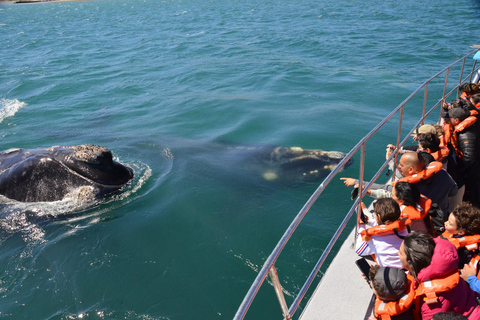 Península Valdés: Whale Watching Boat Tour with Guide