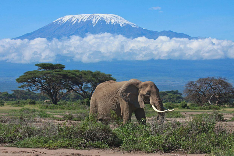 Mombasa: 4-Day Tsavo East, West, & Taita Hills Safari