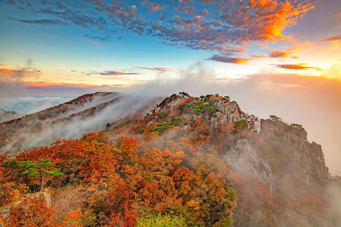 سيول: جولة يومية لمشاهدة أوراق الخريف في حديقة أودايسان أو دايدونسانجولة مشتركة لمشاهدة أوراق شجر 