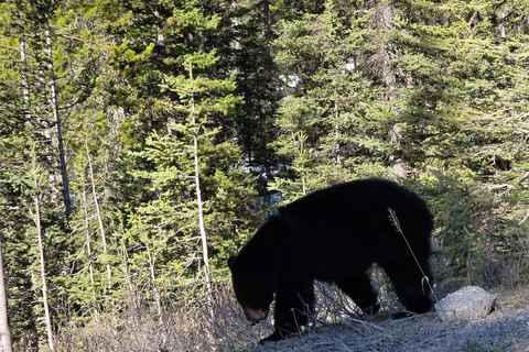 Tagestour zum Peyto Lake, Lake Louise, Johnston Canyon, mehr.Abfahrt von Canmore