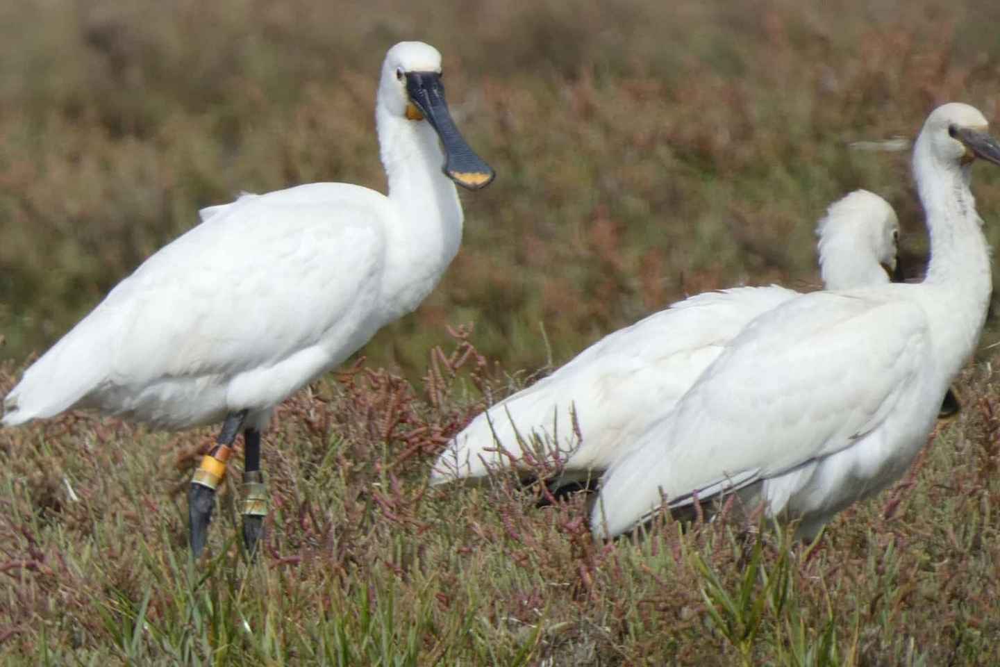 Faro: Ria Formosa Eco Birdwatching Boat Tour