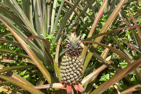 Ao Nang: Crystal Pool Kayaking, ATV, and Pineapple Farm Tour 1-Hour ATV Ride