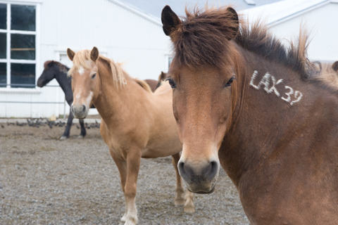 Da Reykjavik: tour di un&#039;intera giornata a cavallo e del Golden CircleTour a cavallo e del Circolo d&#039;Oro - Pickup incluso