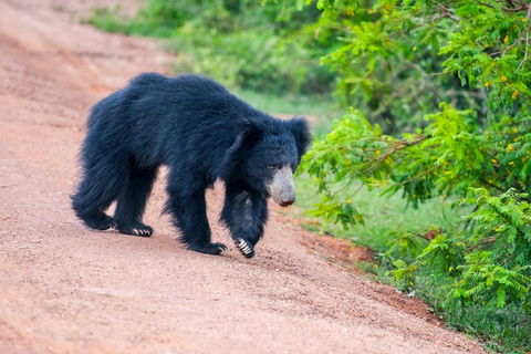 Desde Galle/weligama/Mirissa : safari por Yala y excursión al Parque de las Aves