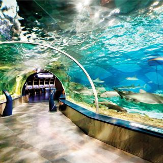 Istanbul Aquarium and Aqua Florya Shopping Mall Tour