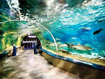 Istanbul: Aquarium und Aqua-Florya -Einkaufszentrum Istanbul: Aquarium und Aqua-Florya -Einkaufszentrum