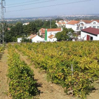 Azeitão: Private Full-Day Wine Experience from Lisbon