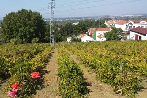 azeitão private fullday wine experience from lisbon