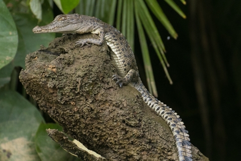 3B Gorge de Mossman, forêt tropicale de Daintree et croisière pour les crocodilesGorge de Mossman, forêt tropicale de Daintree et croisière pour les crocodiles