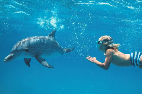 Zanzibar: Privat delfinsafari och snorkling i MnembaDet här alternativet inkluderar upphämtning och avlämning på hotellet