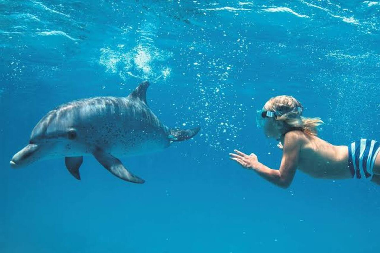 Zanzibar: Privat delfinsafari och snorkling i MnembaDet här alternativet inkluderar upphämtning och avlämning på hotellet