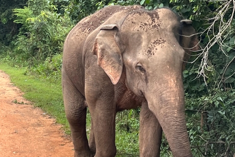 Visita panorámica de Polonnaruwa y safari en elefante por Minneriya