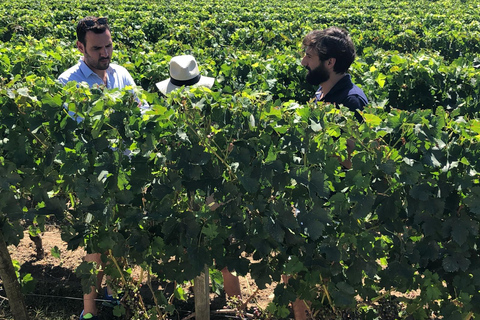 De Bordeaux: Excursão de meio dia ao vinho de Saint-EmilionSaint-Émilion: Excursão de meio dia a pé sobre vinhos