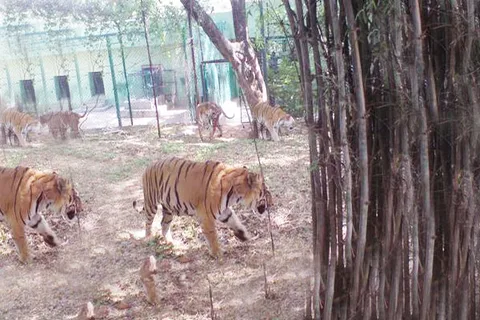Private Bannerghatta National Park Day Excursion