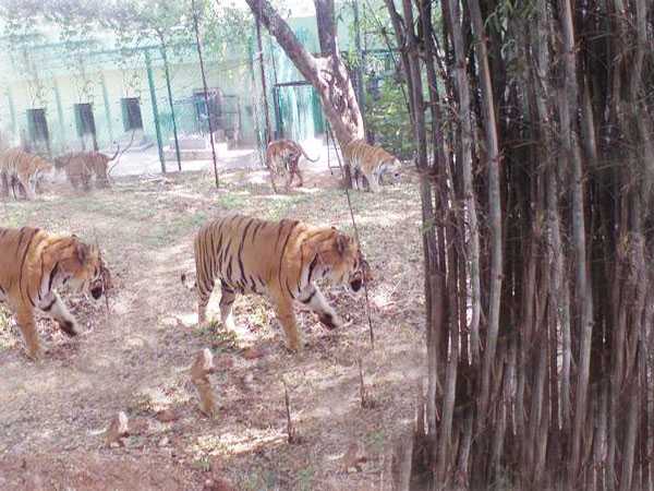 Private Bannerghatta National Park Day Excursion