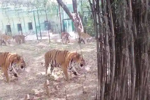 Private Bannerghatta National Park Day Excursion