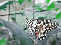 Escursione privata del Parco Nazionale di Bannerghatta - Hizvo