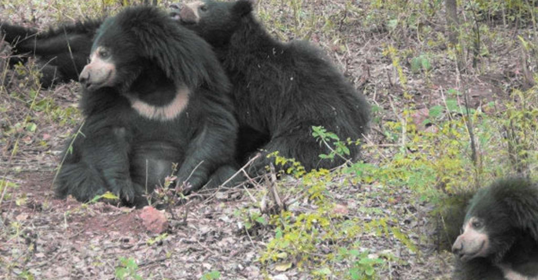 Escursione privata del Parco Nazionale di Bannerghatta - Hizvo