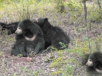 Escursione privata del Parco Nazionale di Bannerghatta - Hizvo