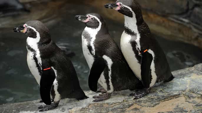 scheveningen den haag sea life toegangsbewijs