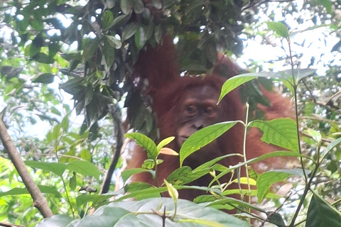 Bukit Lawang: Jungle Trek, River Tubing, and Village Tour