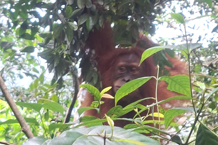 Bukit Lawang: Jungle Trek, River Tubing, and Village Tour