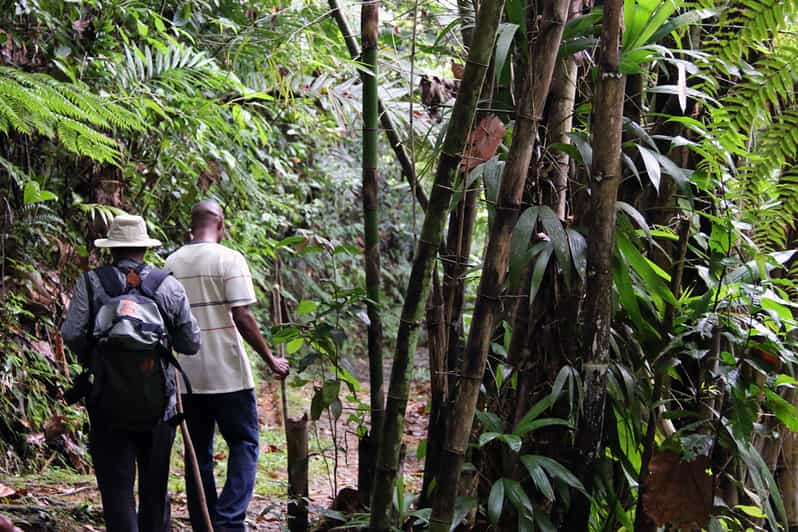 St. Lucia: Rainforest and Birdwatching Tour | GetYourGuide